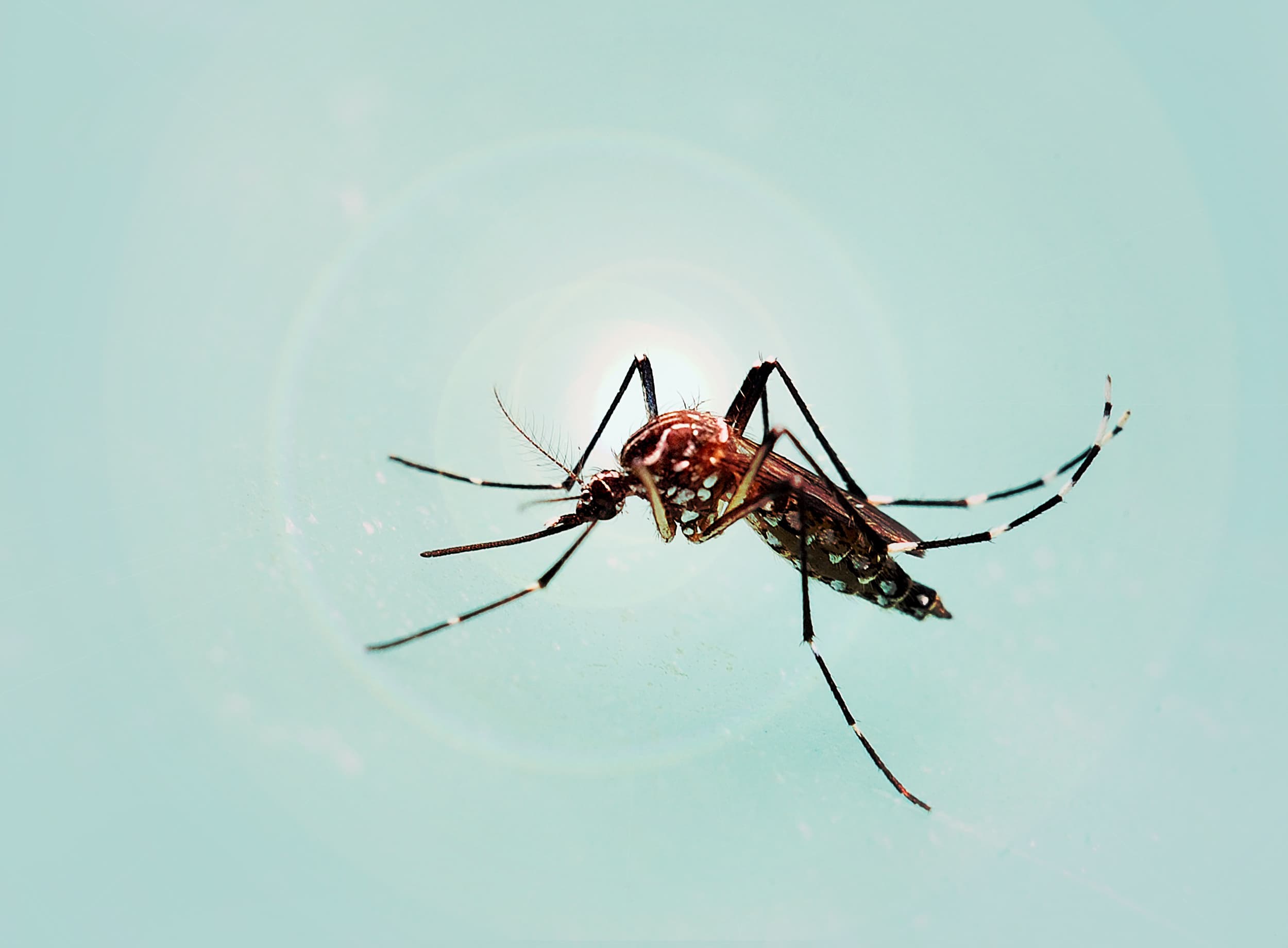 Close up of Aedes aegypti mosquito